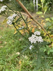 Media resource of Achillea millefolium