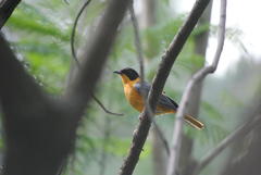 Cossypha dichroa dichroa