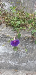 Ipomoea