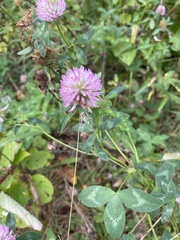 Trifolium pratense