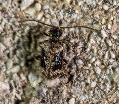 Ptinus texanus