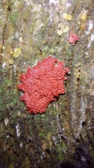 Arcyria stipata