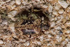 Ptinus texanus