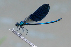 Calopteryx splendens intermedia
