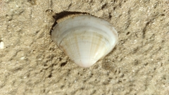 Mactra stultorum