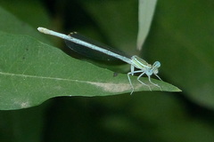 Platycnemis dealbata