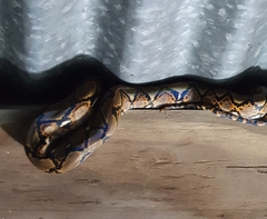 Malayopython reticulatus
