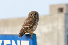 Athene noctua