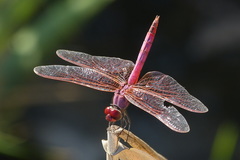Trithemis annulata