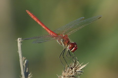 Sympetrum fonscolombii