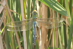 Anax imperator