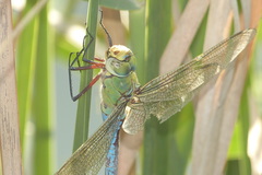 Anax imperator