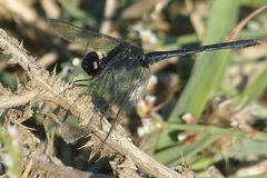 Diplacodes lefebvrii