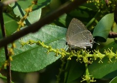 Strephonota tephraeus