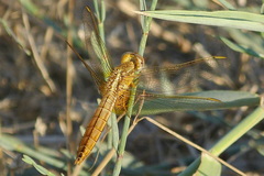 Crocothemis erythraea