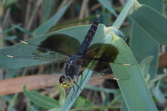 Brachythemis fuscopalliata