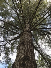 Pseudotsuga