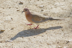 Streptopelia senegalensis