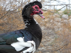 Cairina moschata domestica