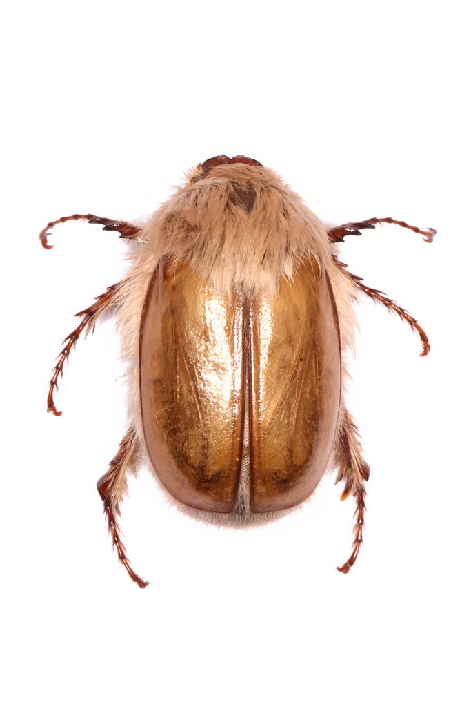 Sparrmannia flava