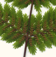 Leptopteris hymenophylloides