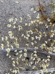 Adenogramma glomerata