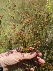 Juncus trigonocarpus