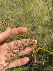 Juncus trigonocarpus