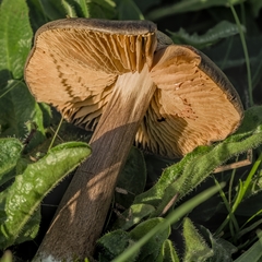 Trichopilus