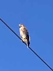 Buteo lineatus alleni