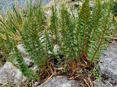 Polystichum cystostegium