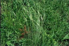 Stipa sareptana
