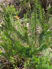 Erica multiflora