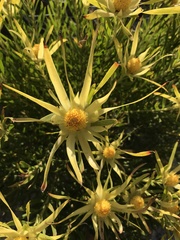 Leucadendron xanthoconus