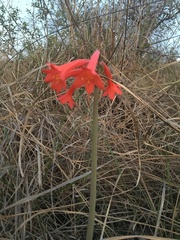 Cyrtanthus contractus