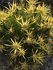 Leucadendron xanthoconus