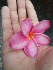 Plumeria rubra image