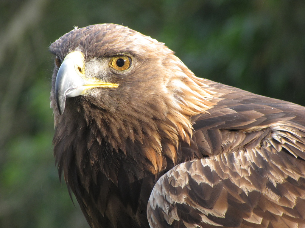 Águila real (Aves de Aguascalientes) · NaturaLista Mexico