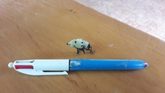 Cratosomus consularis