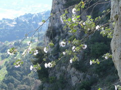 Malva subovata
