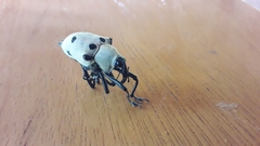 Cratosomus consularis