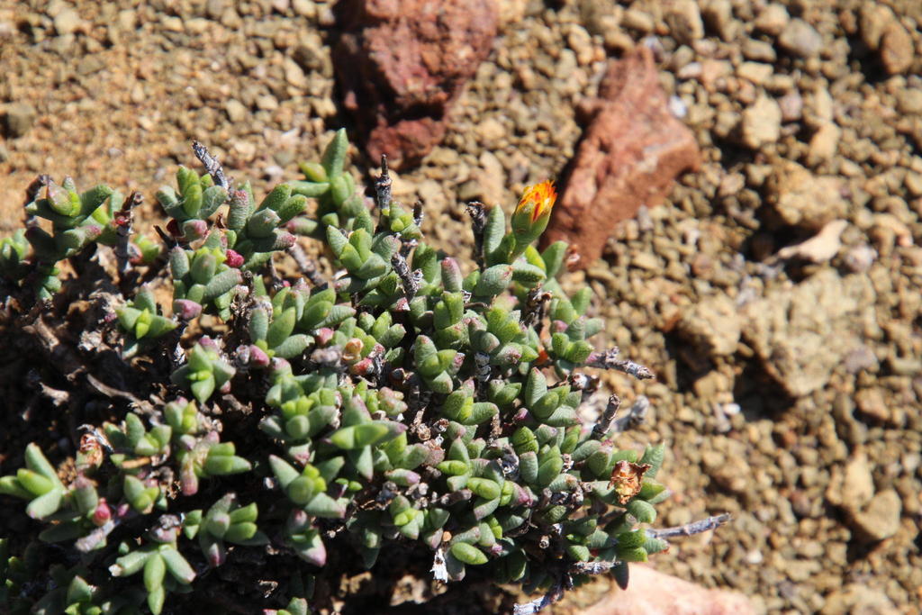 Chasmatophyllum nelii