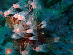 Tubulariidae