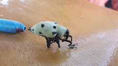 Cratosomus consularis