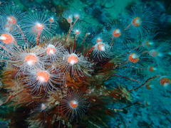 Tubulariidae