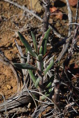 Pachypodium