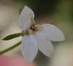 Monopsis alba