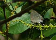 Strephonota tephraeus