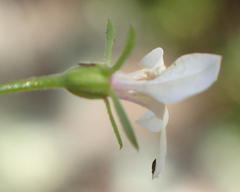 Monopsis alba