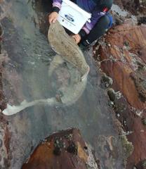 Triakis megalopterus
